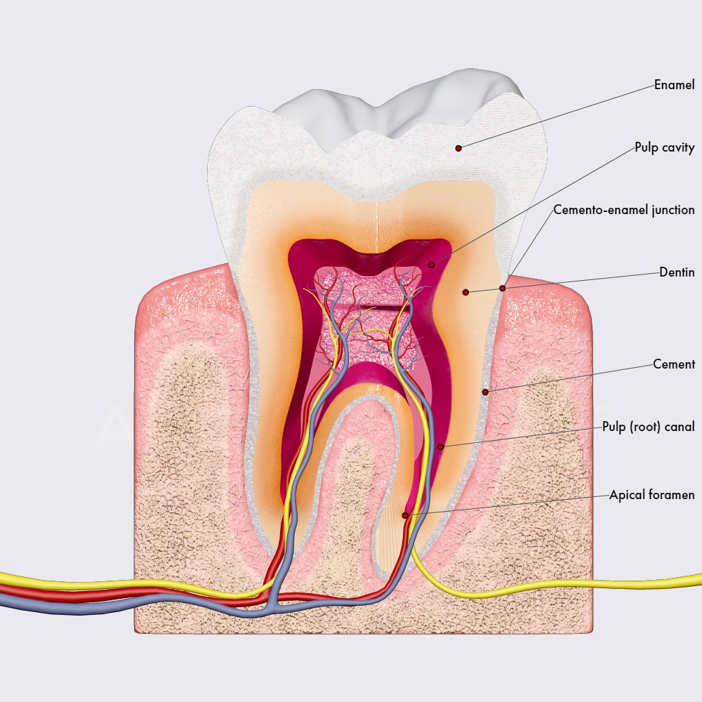 Teeth microanatomy